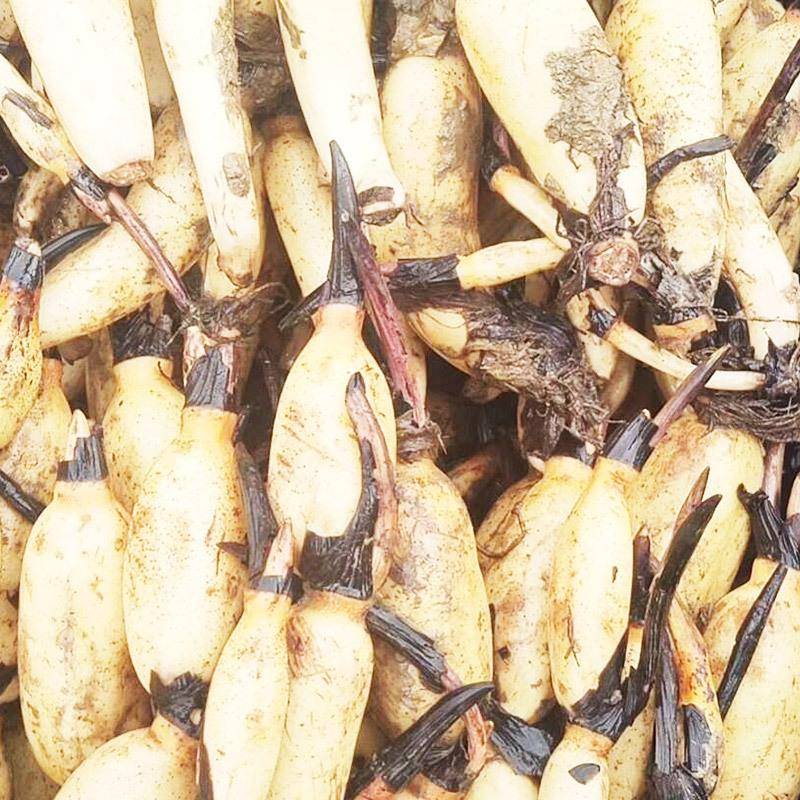 观赏荷花种藕苗 莲藕种苗盆栽种根苗 观赏荷花莲藕苗莲花苗