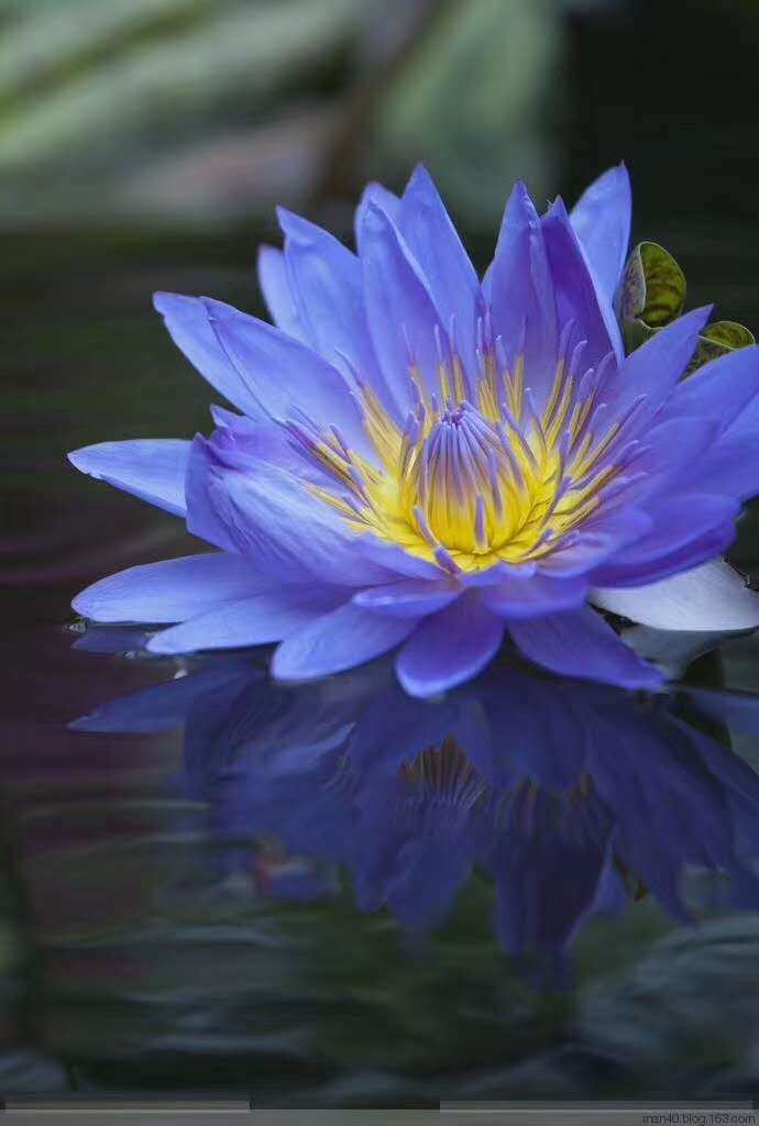蓝莲花纯露1500毫升头道饱和蒸馏不提取精油新鲜花水