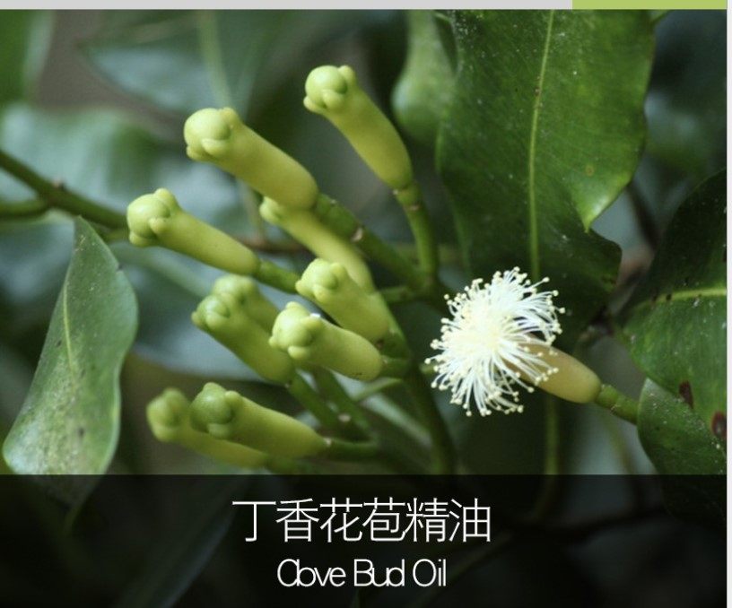 公丁香油5 毫升奥地利花苞花蕾蒸馏单方芳疗精油