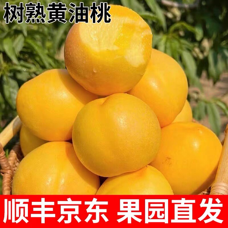 山东蒙阴当季新鲜黄油桃水果现摘现发脆甜多汁整箱包邮