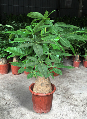 大型发财树盆栽客厅室内大盆景四季常青植物办公室招财绿植金钱树