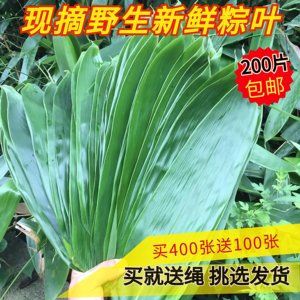 粽叶新鲜粽叶 粽子叶纯天然野生现摘粽叶粽叶箬叶竹叶大粽叶100片