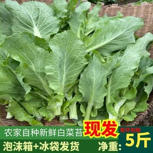 湖北现摘新鲜白菜苔菜苔农家自种当季蔬菜菜心露天种植菜苔包邮