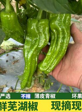 青辣椒新鲜现摘农家自种薄皮青椒微辣椒芜湖椒虎皮椒现摘现发包邮