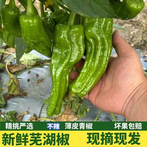 青辣椒新鲜现摘农家自种薄皮青椒微辣椒芜湖椒虎皮椒现摘现发包邮