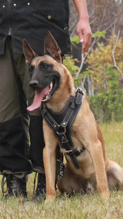 工作犬追踪背带牛皮扑咬胸背圆形护胸黑钢挂扣犬训练装具辅助用品