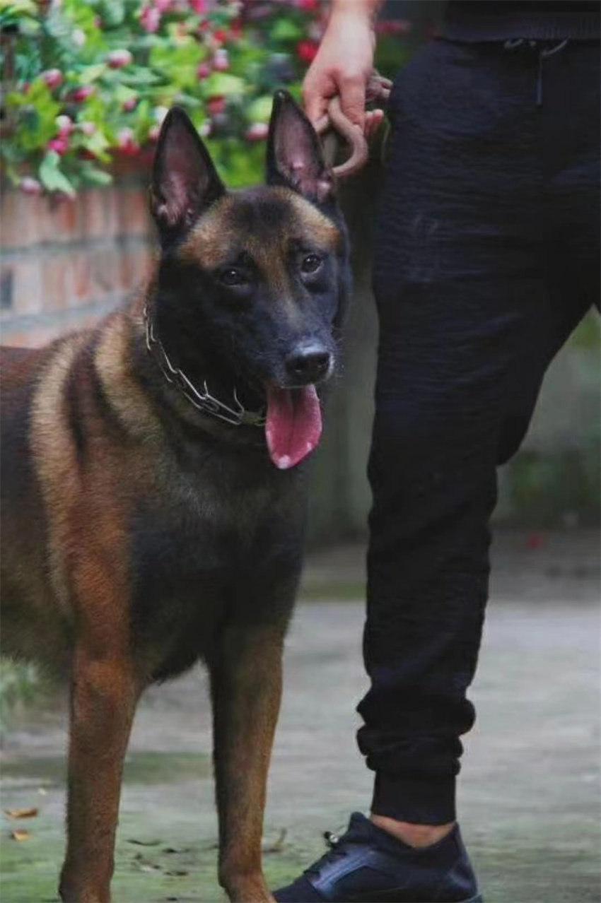 训犬刺钉环 刺钉脖圈 金属项圈 P链 大中型工作犬训练器日用品