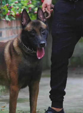 狼人犬具金属脖圈刺钉金属训练器
