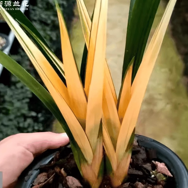 墨兰精品兰花苗红太阳先明艺红花红芽名贵花卉绿植盆栽