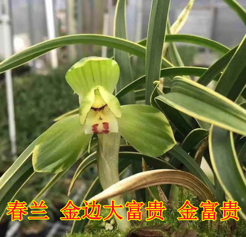 春兰金边大富贵金富贵叶艺带金边兰花苗精品兰花名贵