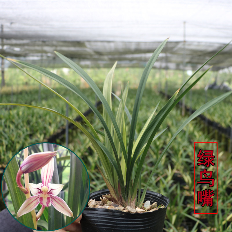 兰花绿鸟嘴建兰四季兰先明艺新芽像市长红高山春色绿植盆栽包邮