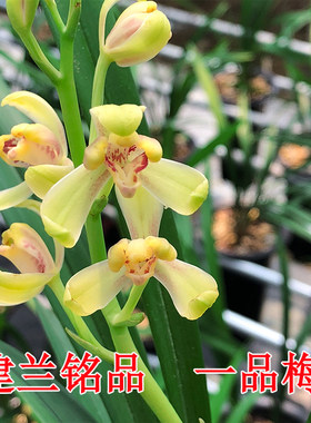 名贵兰花兰花名贵绿植盆栽包邮