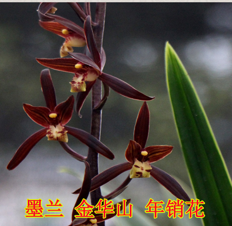 冬季窗台金华山兰花绿植盆栽