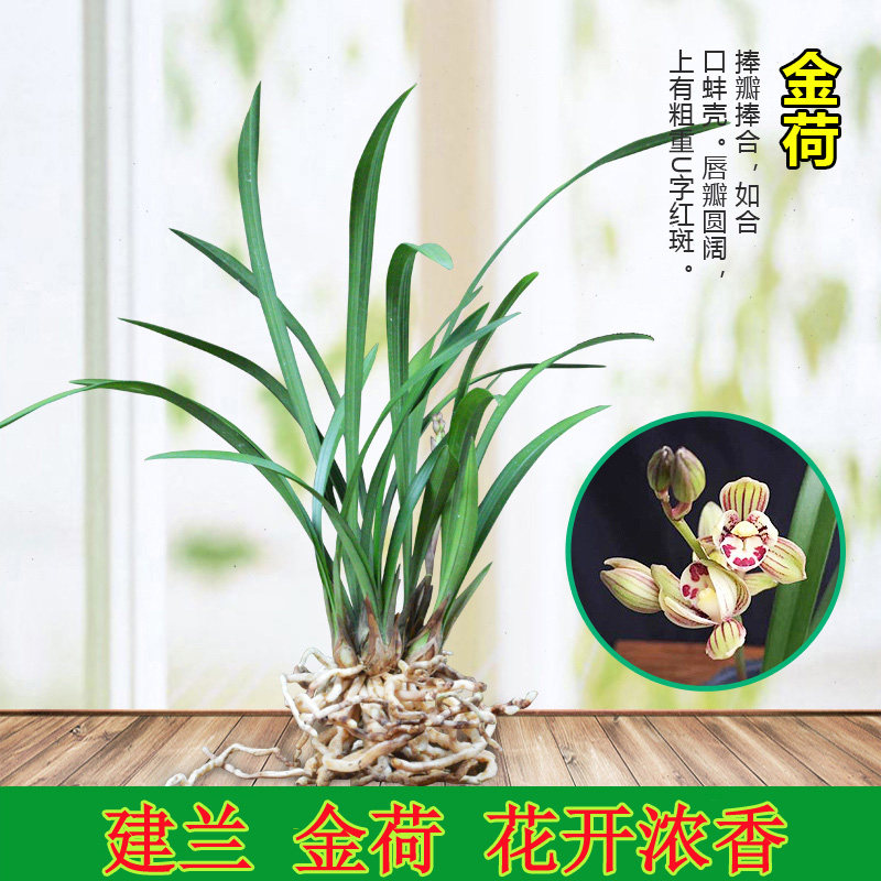 兰花金荷建兰四季兰一杆多朵花开浓香荷瓣型好夏季带花苞