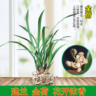 兰花兰花四季荷瓣绿植盆栽四季