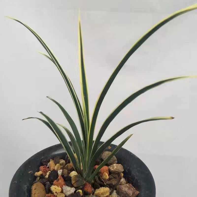 送春套叶多叶金边艺复色好养美观绿植园艺四季兰红花兰花苗