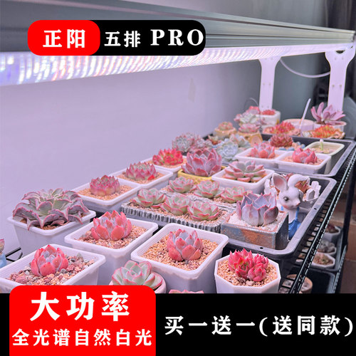 正阳全光谱多肉花卉绿植补光灯