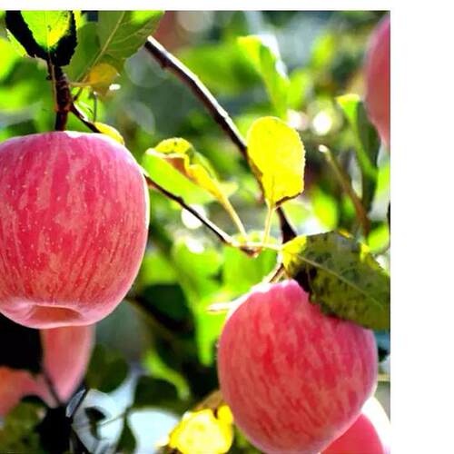 白水苹果苹果脆甜不打蜡无添加
