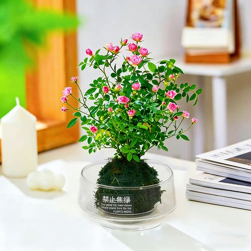 带花盆迷你超微姬月季玫瑰须惠姬苔藓球阳台窗台桌面绿花卉