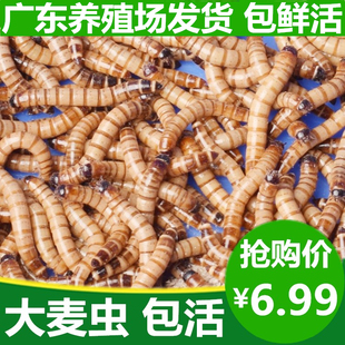 大麦虫活体500g虫子鲜活面包虫黄粉虫乌龟金龙鱼八哥画眉鸟食饲料