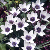 球迷花园 原生郁金香种球种子可复花切花多年生进口球根花卉盆栽