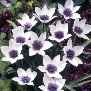 球迷花园 原生郁金香种球种子可复花切花多年生进口球根花卉盆栽