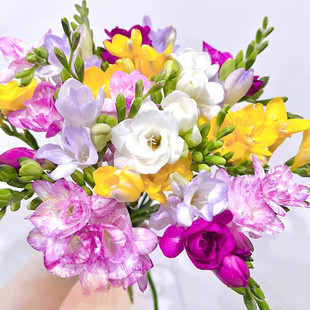 小苍兰种子香雪兰种球 姜花种球多年生球根花卉盆栽包开花对版