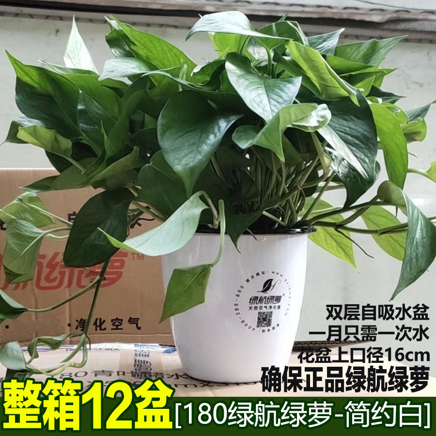 绿航绿萝长藤大叶水培植物自吸水绿箩室内净化空气办公室绿植盆栽