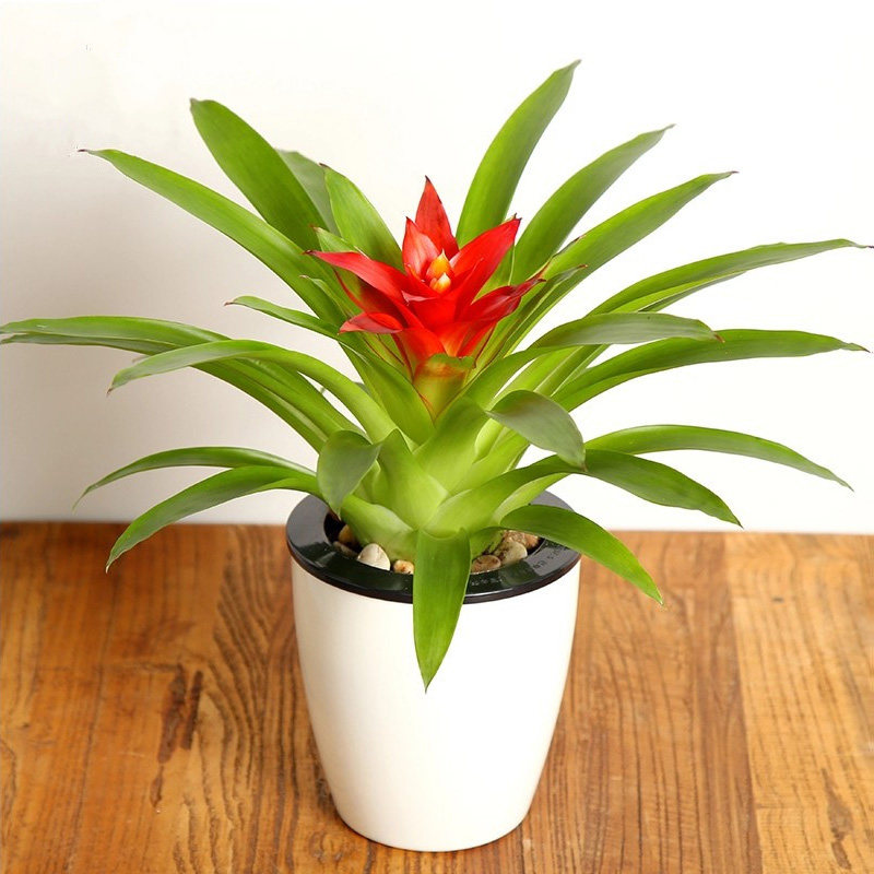 鸿运当头盆栽凤梨花小红星绿植花卉客厅办公室桌面水养植物吸甲醛