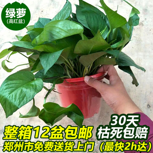 绿萝自吸水花盆大叶长藤绿箩水培绿植物花卉盆栽室内净化空气 包邮