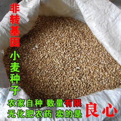 2024农家自产新小麦粒老品种小麦种子可留种冬小麦籽非转基因 1斤