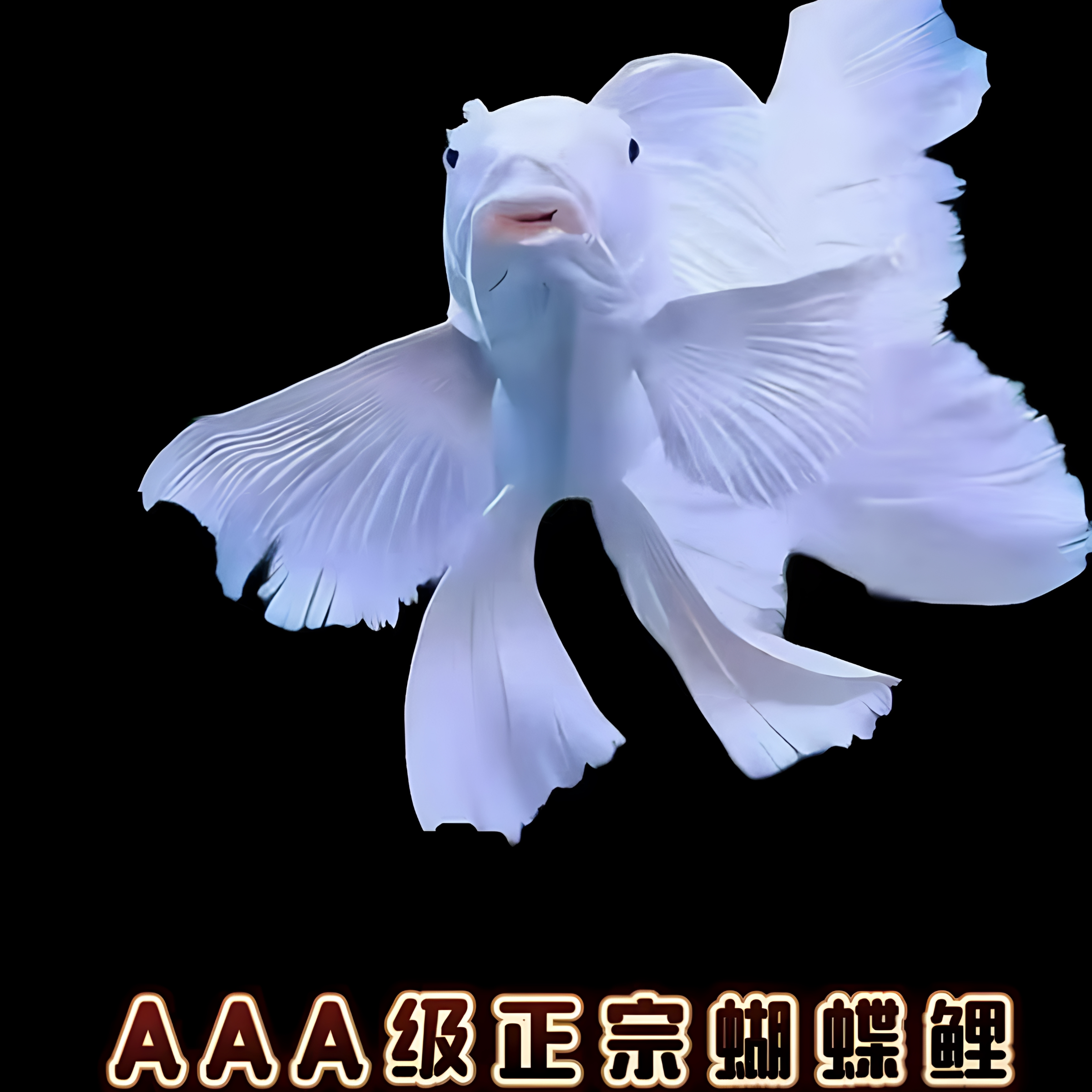 蝴蝶鲤观赏鱼活鱼大鳍长尾短身台湾纯种球体银白色冷水锦鲤