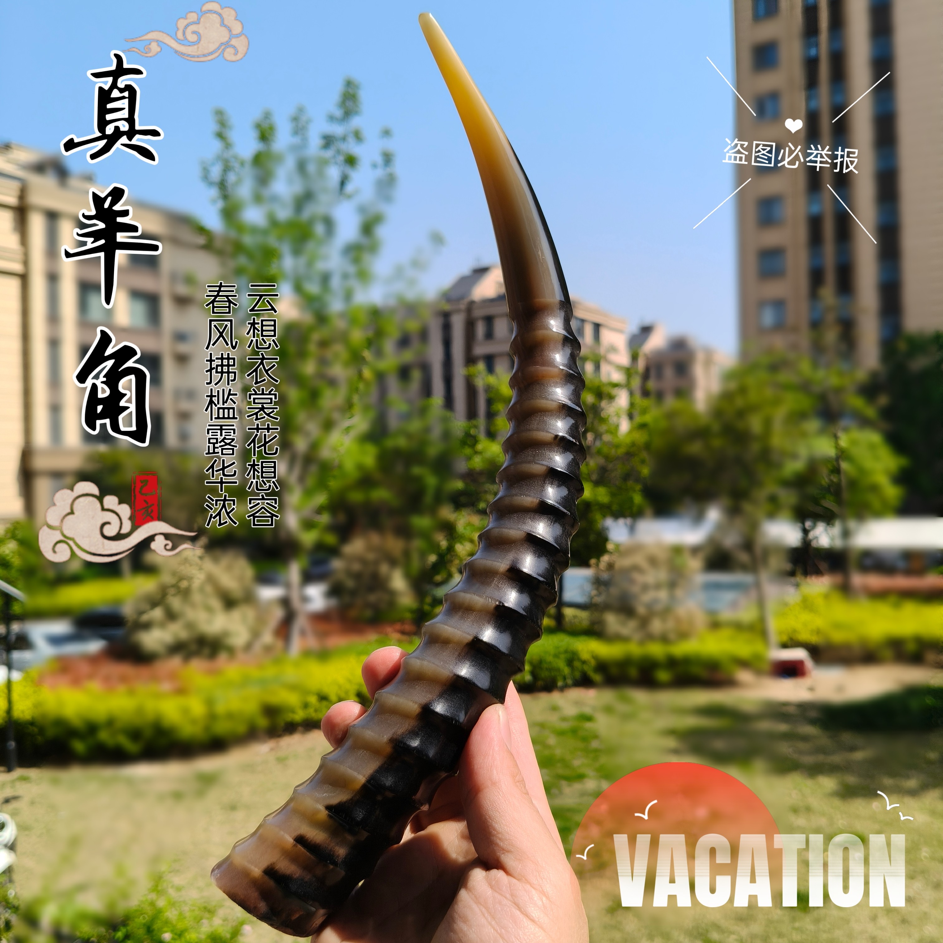 保真外蒙羚羊优质山羊角丝羊角山羊角丝正品整根羊角创意送礼摆件