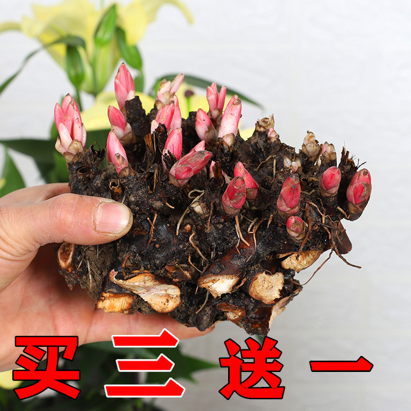 勺药花盆栽芍药牡丹花苗观赏绿植室内外庭院花卉地栽植物带芽根茎