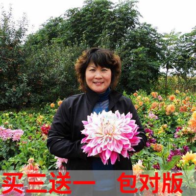 15.8元3球大丽花球根花卉地瓜花大丽花种球花大庭院盆栽带花包邮