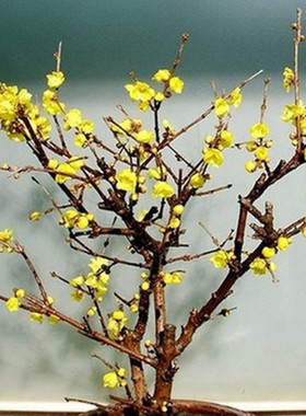 素心树苗地栽当年开花盆景