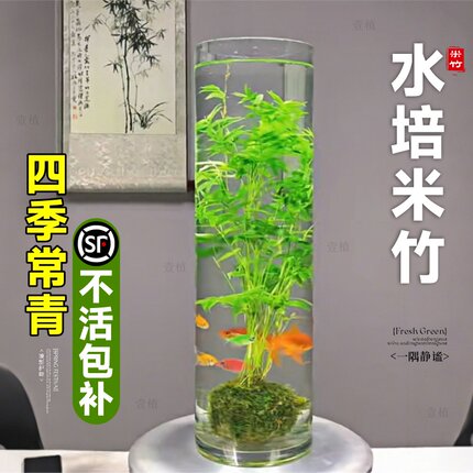 米竹水培植物苔藓球玻璃瓶鱼缸盆景室内好养盆栽客厅观赏水生绿植