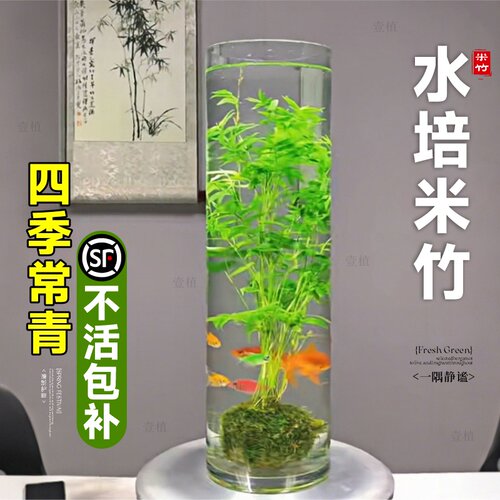 米竹水培植物苔藓球玻璃瓶鱼缸