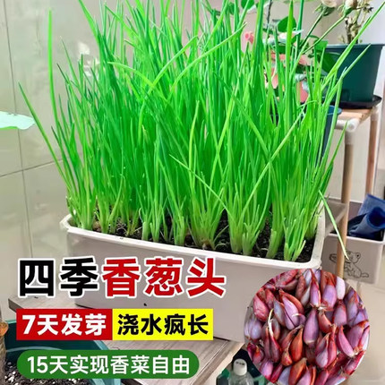 红头葱种四季葱头小香葱种子籽家庭阳台盆栽蔬菜火葱山东大葱种孑