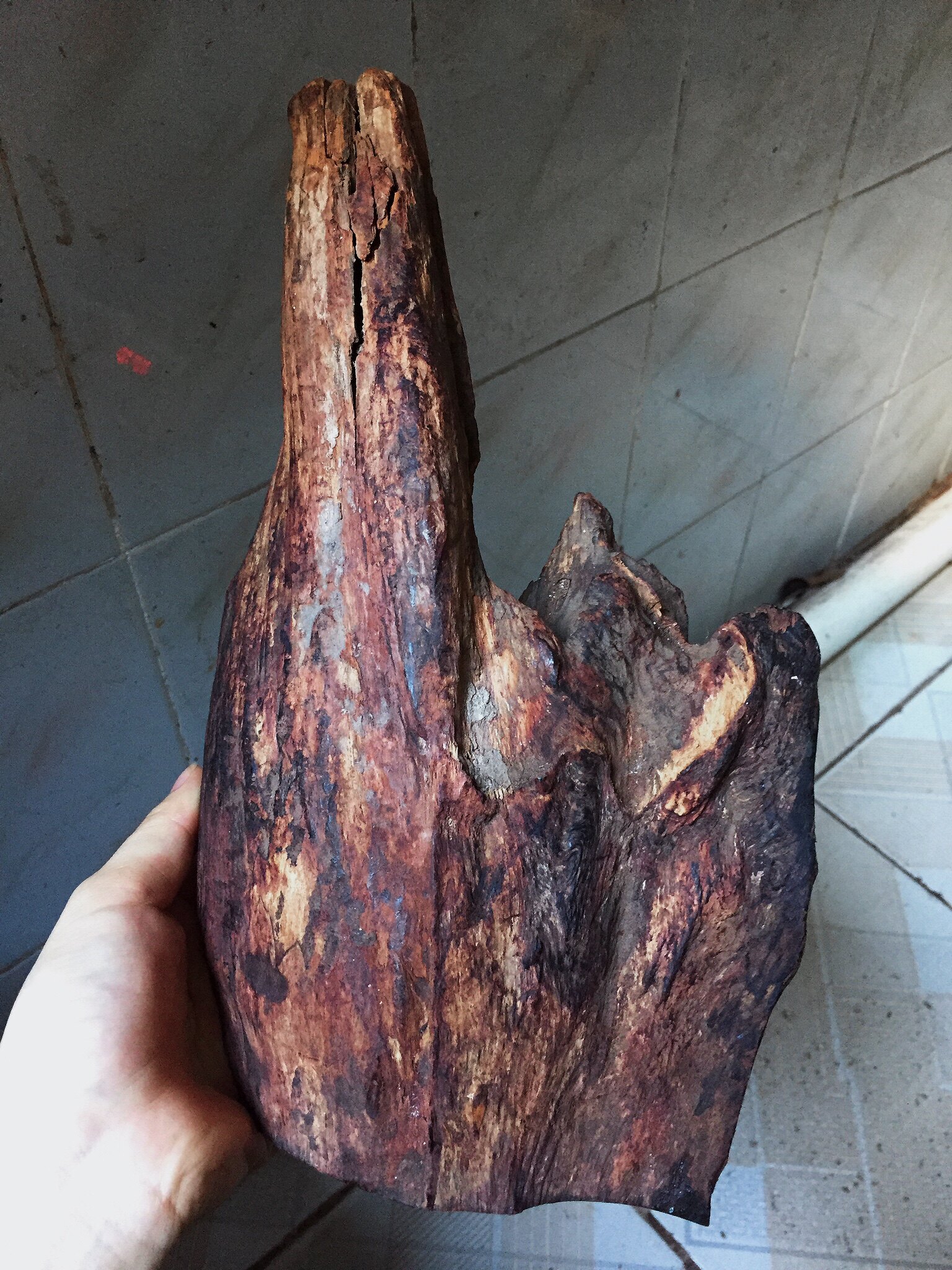 海黄紫油梨老料 大料 黄花梨原木 摆件雕刻 海南黄花梨木料