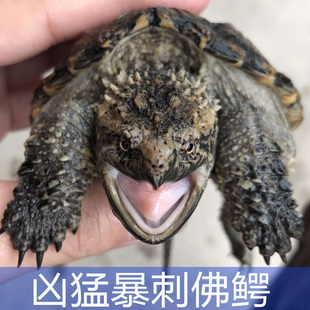 视频挑选 原种纯佛爆刺佛鳄龟活体 精选高刺头宽体 观赏宠物龟