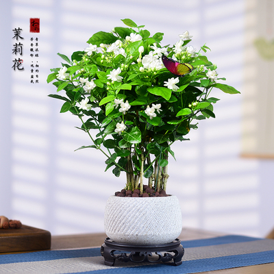 茉莉花盆栽带花苞花卉香浓绿植盆景办公客厅阳台好养美观植物盆景
