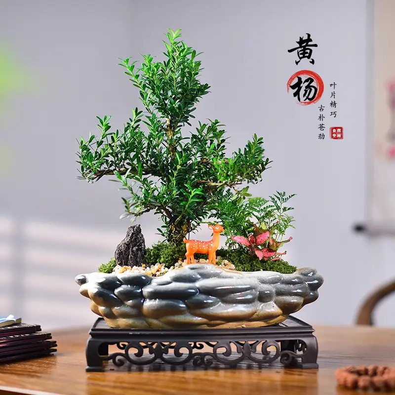 黄杨盆景绿植新中式文艺微景观室内茶室办公桌面植物摆件好养送礼