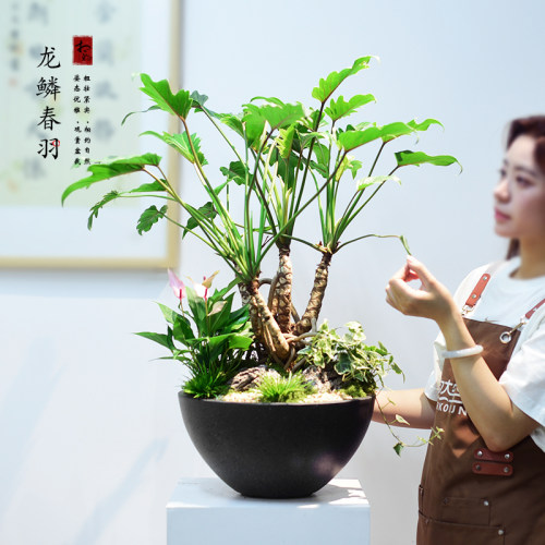 龙鳞春羽盆栽绿植蔓绿绒绿植室内办公客厅国风植物盆景常青送礼