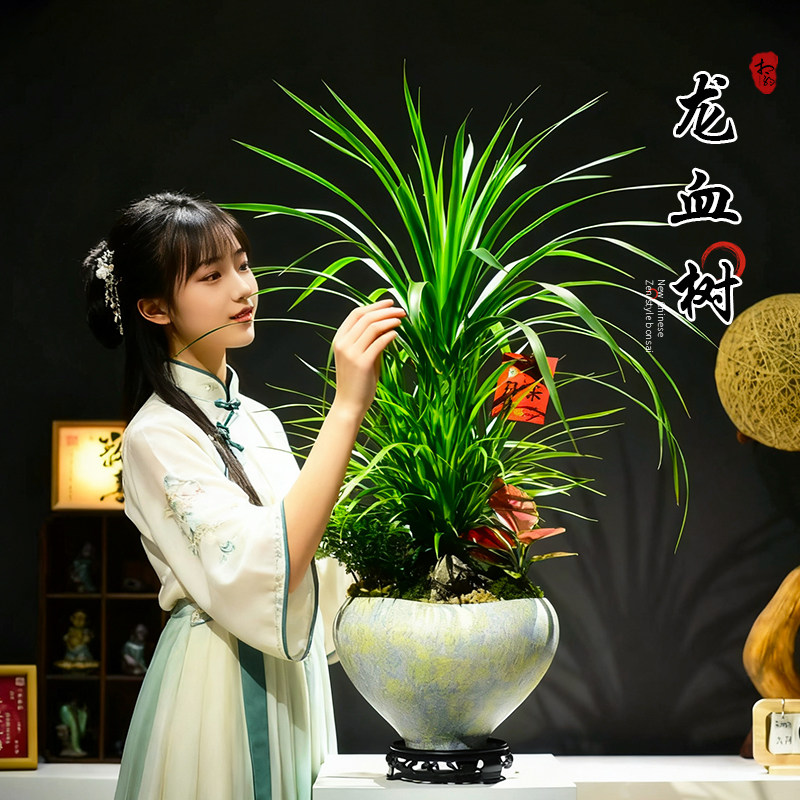 龙血树盆栽绿植客厅桌面大棵艺术盆景好养办公室居家装饰乔迁送礼