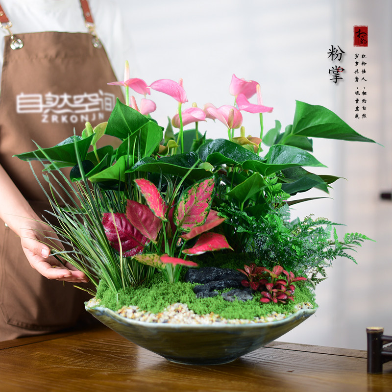 粉掌盆栽红掌绿植花卉寓意鸿运当头办公客厅室内植物开业乔迁送礼,鲜花速递/花卉仿真/绿植园艺,红掌/凤梨/温室花卉,淘宝优惠券,粉丝福利购,淘宝优惠卷