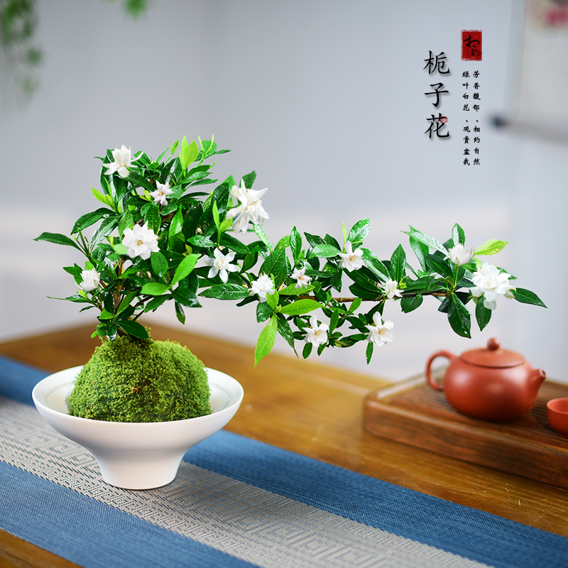 造型飘枝栀子花盆栽开花香浓植物室内办公阳台绿植桌面美观盆景