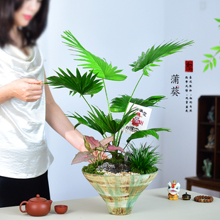 大扇叶蒲葵盆栽四季植物盆景室内好养办公客厅观叶绿植摆件好养活