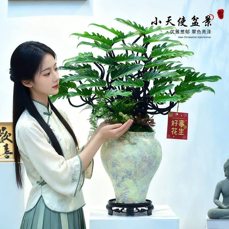 小天使盆栽蔓绿绒造型植物室内办公客厅绿植摆件好养乔迁开业送礼