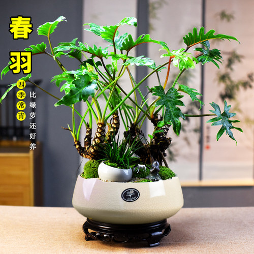 龙鳞春羽盆栽老桩蔓绿绒绿植室内客厅办公观赏盆景美观摆件送礼